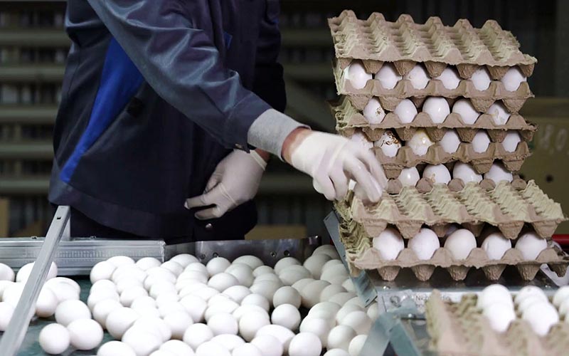 بازار مرغ آرام گرفت/ فعال شدن گران فروشان و دلالان این بار در بازار تخم مرغ