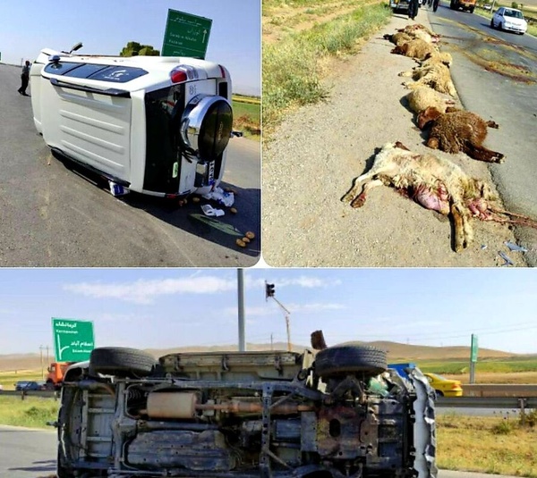 جان باختن چوپان و تلف شدن 22 راس گوسفند در حادثه رانندگی سراب نیلوفر