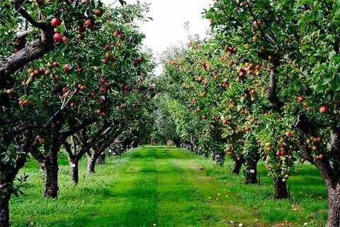 پیشرفت ۸۰ درصدی پروژه احیای باغات لاله تبریز