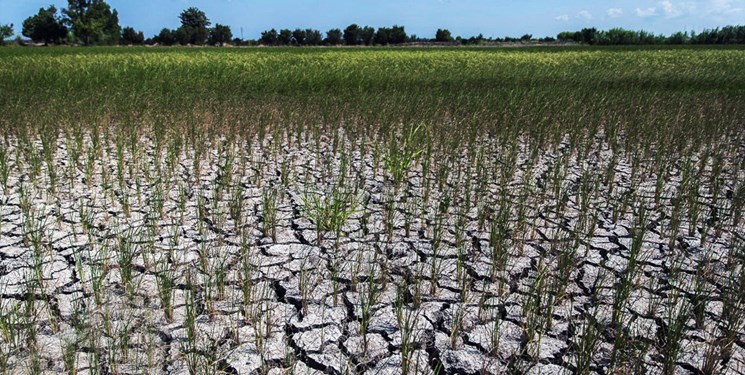 خسارت 2700 میلیارد تومانی بخش کشاورزی آذربایجان‌شرقی از خشکسالی