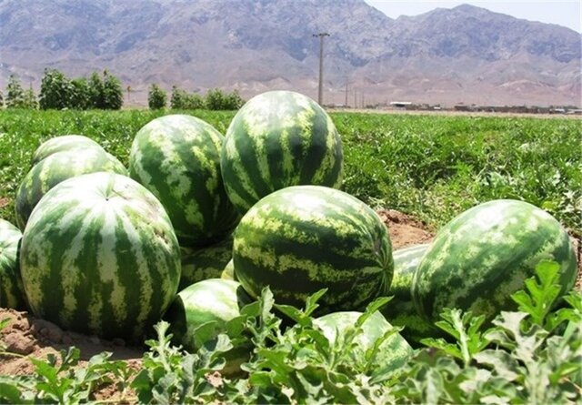 پیش بینی برداشت بیش از ۱۷ هزار هندوانه از اراضی پلدشت