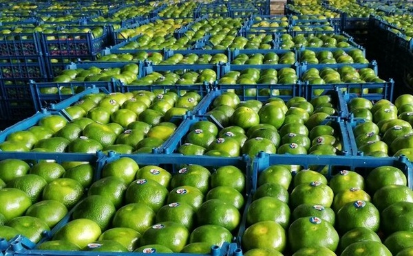 نارنگی سبز فعلا روی درخت می‌ماند/افزایش ۲۰ تا ۳۰ درصدی قیمت میوه