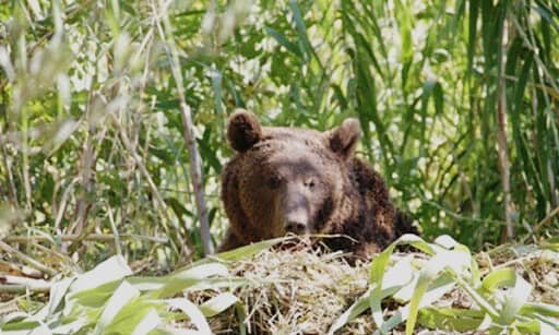 صحت خبر آتش زدن خرس قهوه‌ای در دست بررسی است