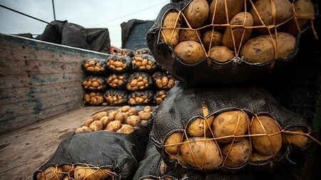 سیب زمینی با قیمت مصوب در سامانه «بازرگام» آذربایجان‌شرقی عرضه می‌شود