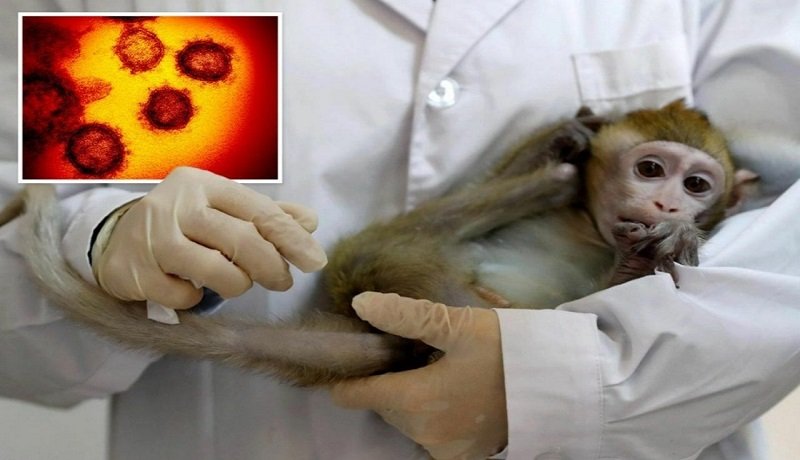 نگرانی از شناسایی موارد مشکوک به آبله میمون / «مرزها را پیش از شیوع ببندید»