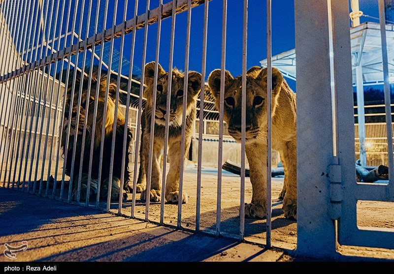 در باغ وحش‌های ایران چه می‌گذرد؟/خرید و فروش حیوانات در باغ وحش‌های ایران