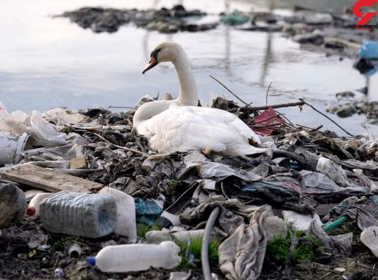 تولید سالانه 4.5 میلیون تُن پلاستیک و سوزاندن 500 هزار تُن زباله پلاستیکی در کشور