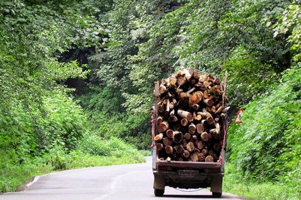 خودروهای حمل‌کننده چوب بدون مجوز توقیف می‌شوند