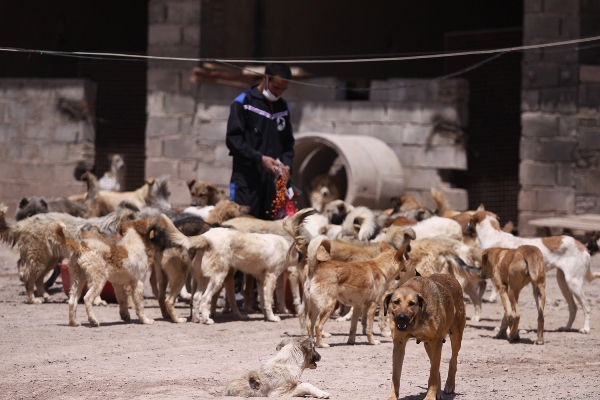 پناهگاه حیوانات در تبریز آبان‌ سال‌جاری به بهره برداری می‌رسد
