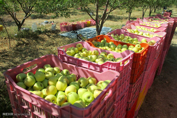 آذربایجان‌شرقی دومین قطب تولید سیب کشور است