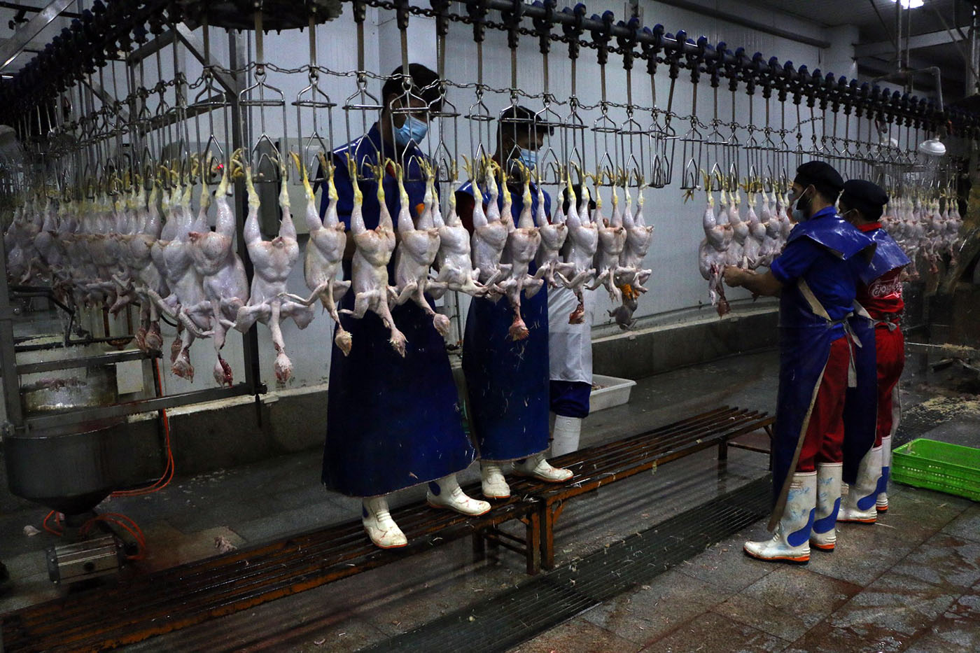 گزارش تصویری/ مرند قطب تولید مرغ آذربایجان شرقی