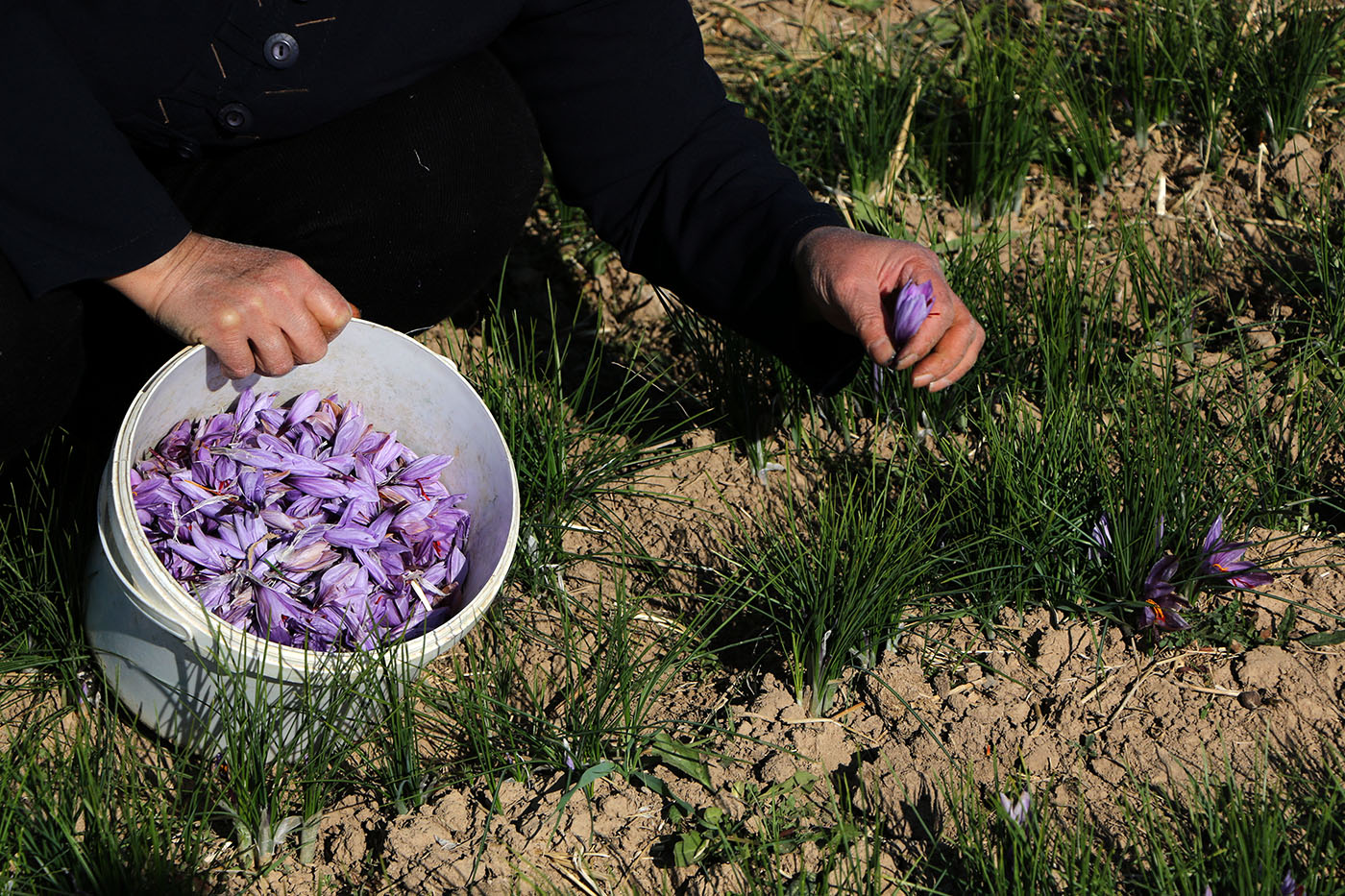 گزارش تصویری/ برداشت زعفران از مزارع مرند