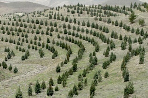 آذربایجان‌شرقی پیشتاز نهضت کاشت یک میلیارد اصله نهال در کشور است