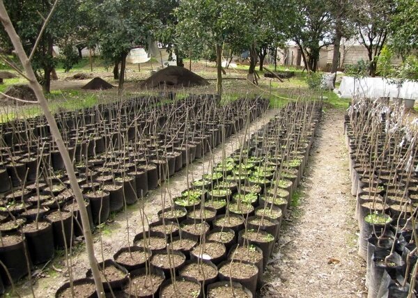 توزیع ۳۰۰ هزار اصله نهال در هفته درختکاری/ طرح بزرگ مردمی کاشت یک میلیارد درخت