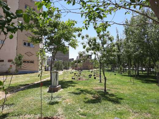 کاشت نهال رایگان در حیاط خانه شهروندان تبریزی