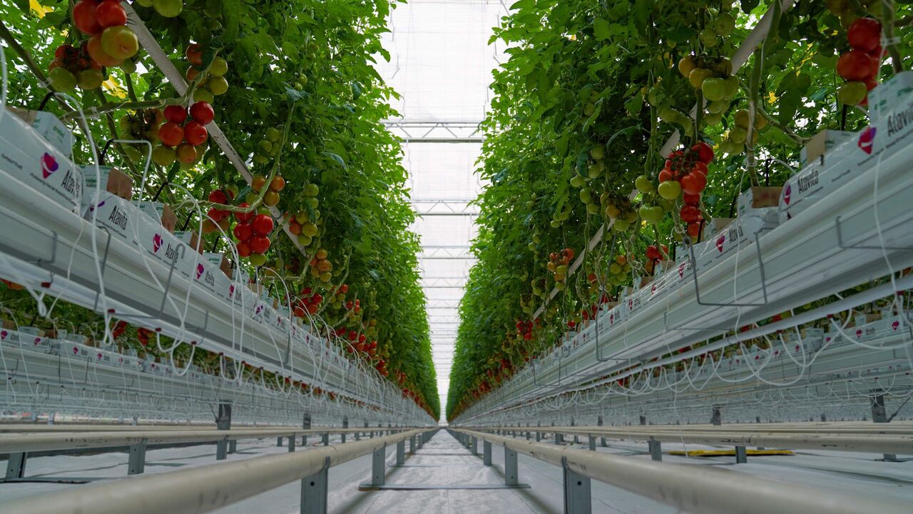 تولید سالانه ۴۳ هزار تن محصولات گلخانه‌ای در منطقه آزاد ارس