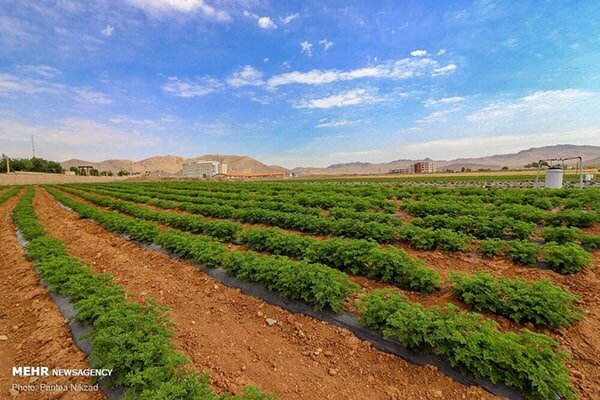 تولید ۴ میلیون تن محصول در حوزه تولیدات گیاهی آذربایجان‌شرقی