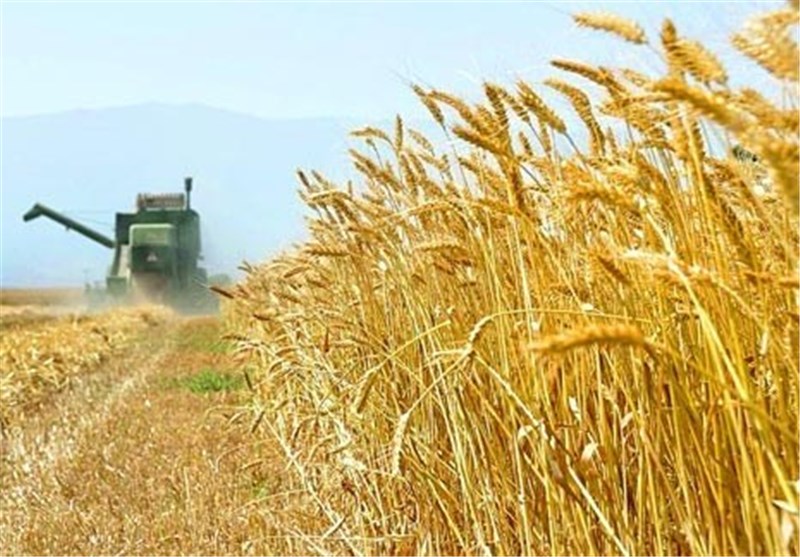 قیمت خرید تضمینی گندم افزایش می‌یابد‌