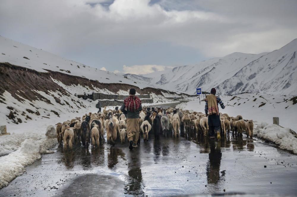 تلف شدن ۱۳۰۰ رأس از احشام عشایر در پی بارش برف