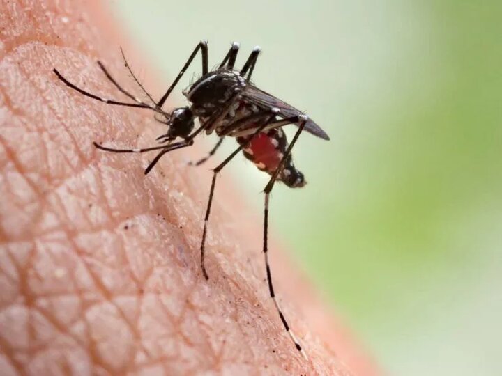 شیوع مالاریا در آذربایجان شرقی
