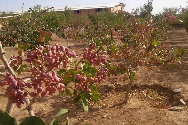 ورشکستگی پسته‌کاران را تهدید می‌کند