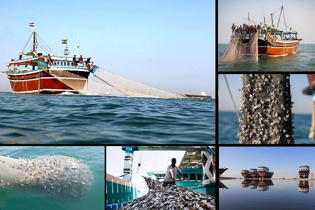 شخم‌زدن کف خلیج فارس با «ترال»