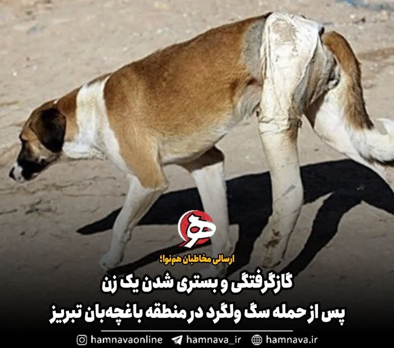 گازگرفتگی و بستری شدن یک زن پس از حمله سگ ولگرد در منطقه باغچه‌بان تبریز