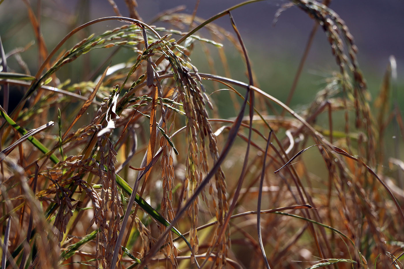 گزارش تصویری/برداشت برنج در میانه