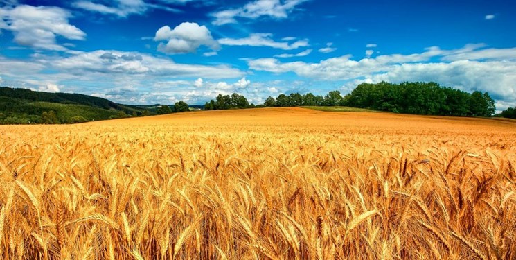 خرید 10 میلیون تن گندم درسال کمترین بارش