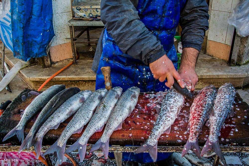 سرانه مصرف گوشت ماهی در آذربایجان‌شرقی چقدر است؟