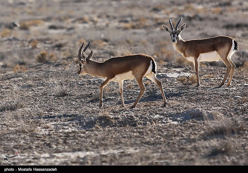 رشد جمعیت گونه‌های جانوری، به جز آهوی کاغذکنان!