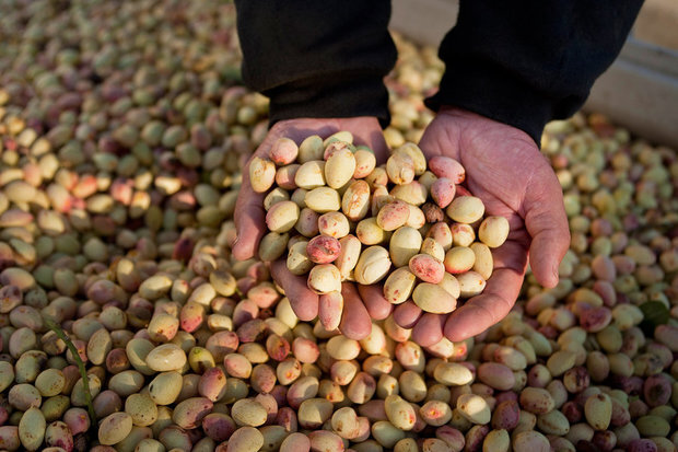 کشت پسته در آذربایجان شرقی توسعه می یابد