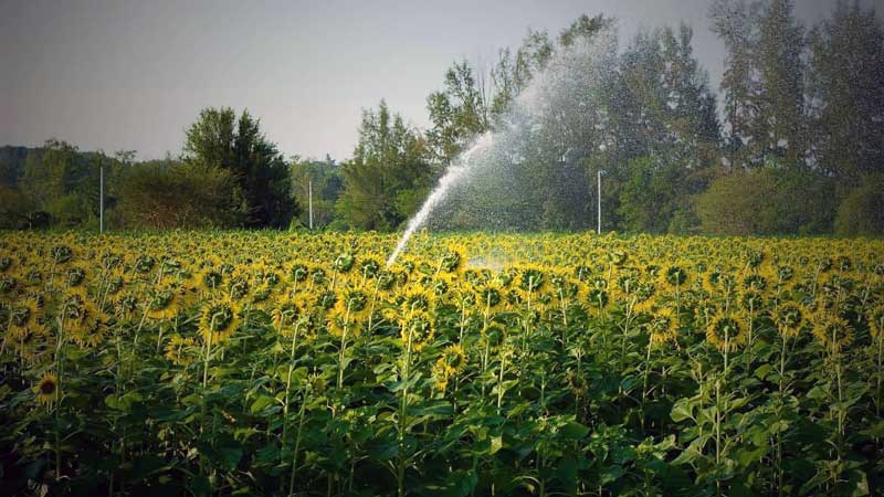 یکجاکِشتی، توصیه دولت برای کشاورزی پایدار