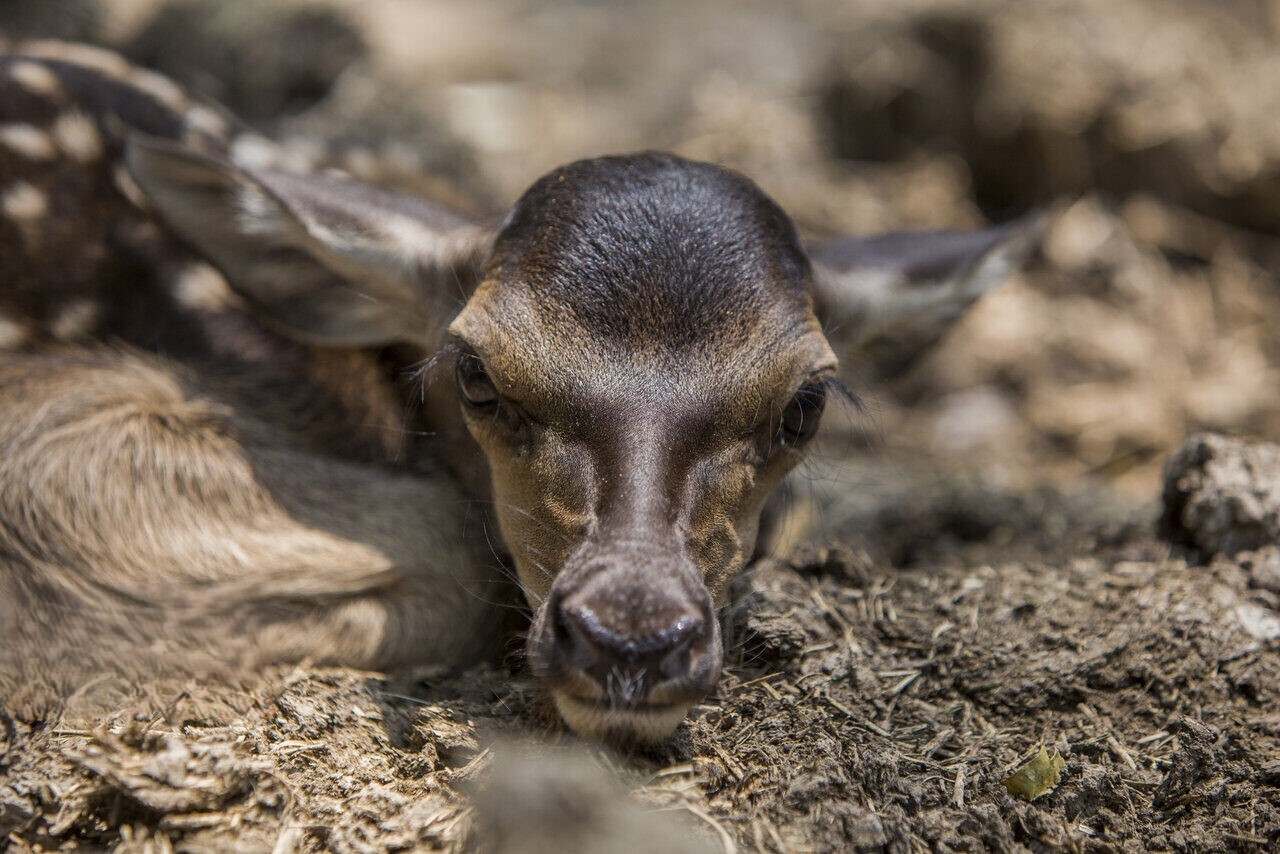 گوساله مارال فندقلو درمان و به زیستگاه طبیعی بازگردانده شد