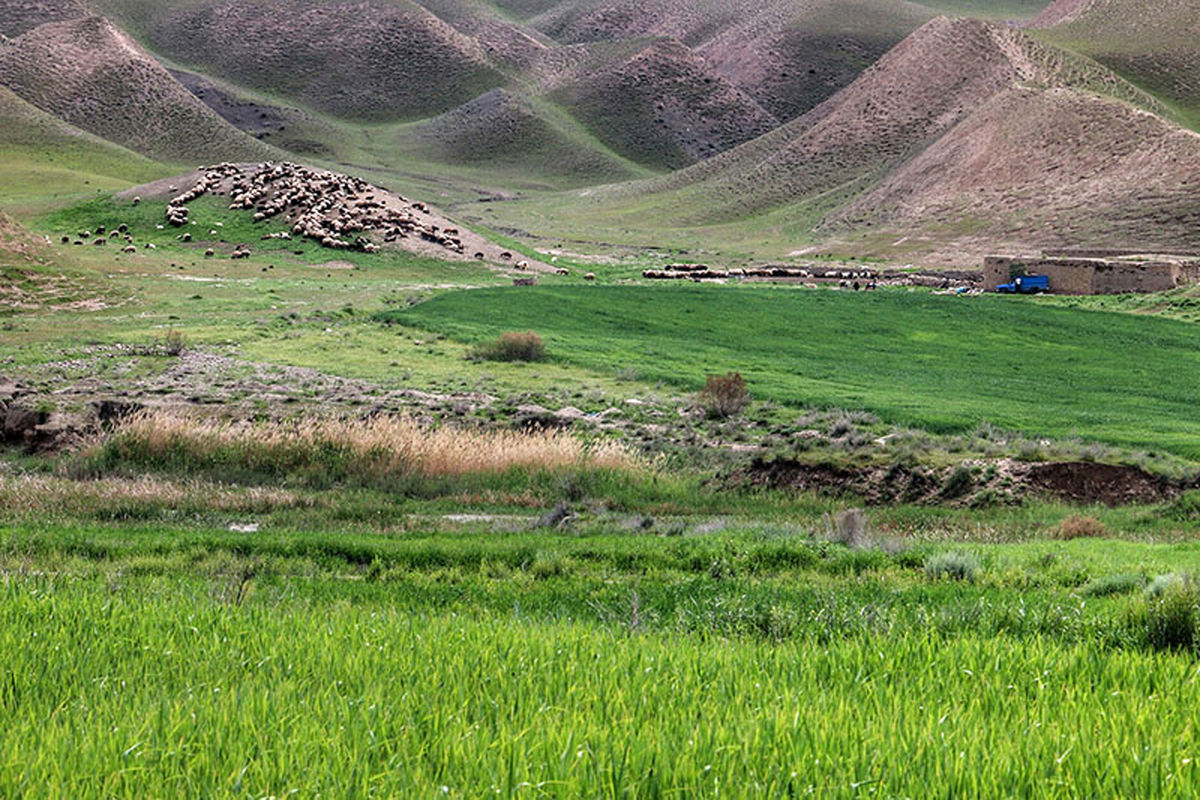 نوسانات دمایی؛ زنگ خطر جدی برای کشاورزی آذربایجان شرقی