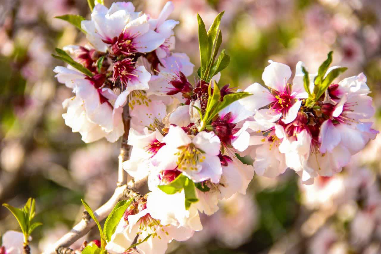 شکوفه های بهاری