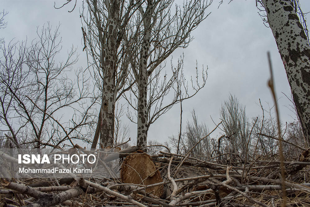 تمامی درختان قطع شده سه راهی 29 بهمن تبریز خشک شده بودند