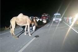 برخورد مرگبار شتر با 2 خودرو در 30 کیلومتری زاهدان