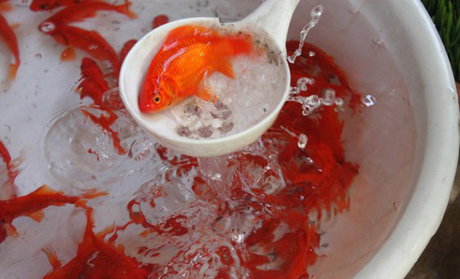 ماهی‌های قرمز باعث تغییر اکوسیستم بومی می‌شوند