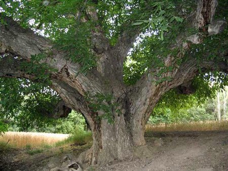 ثبت 5 اثر طبیعی استان در فهرست آثار ملی